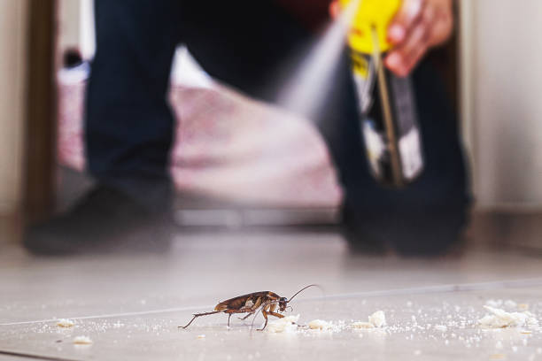 Best Termite Control Services  in Avondale, LA